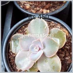 Cactus and Succulent Plants