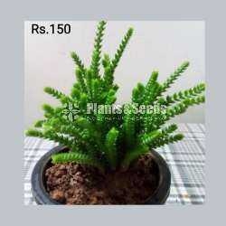 Cactus and Succulent Plants