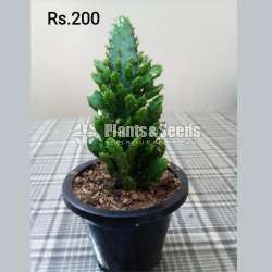 Cactus and Succulent Plants