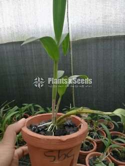 Dendrobium Orchid Plants