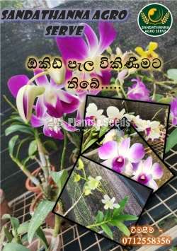 Dendrobium Orchid Plants