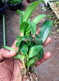 Dendrobium Orchid Plants