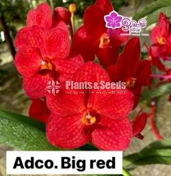 Asocosenda Blooming size Orchids