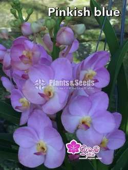 Asocosenda Blooming size Orchids