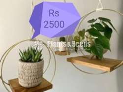 Plant Racks