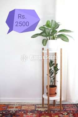 Plant Racks