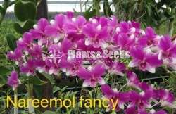 Orchid plants collection