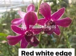 Orchid plants collection