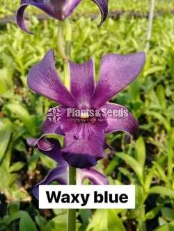 Orchid plants collection