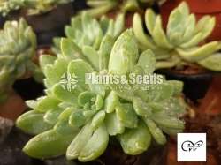 Succulent Plants