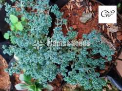 Succulent Plants