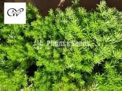 Succulent Plants