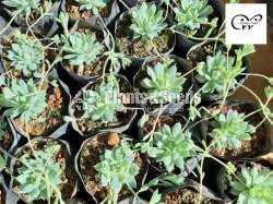 Succulent Plants