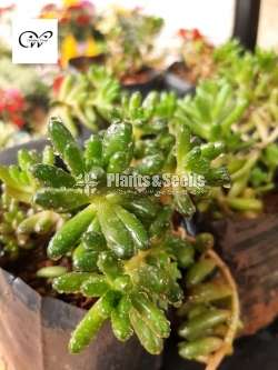 Succulent Plants