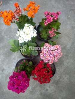 Kalanchoe(Kalanchi)