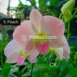 Dendrobium blooming size orchids