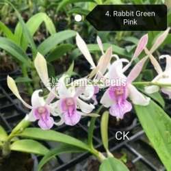 Dendrobium blooming size orchids