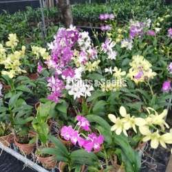 Dendrobium blooming size orchids