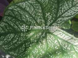 Caladium Collection 