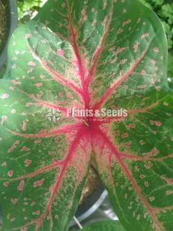 Caladium Collection 