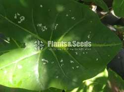 Caladium Collection 