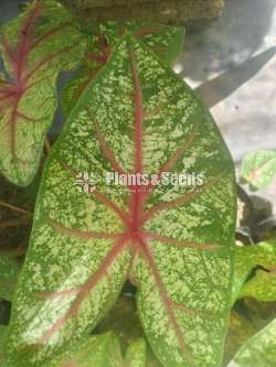 Caladium Collection 