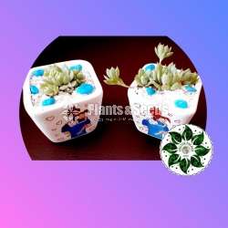 Decorative Cactus Pots(විසිතුරු මල් පැළ පොච්ච් )