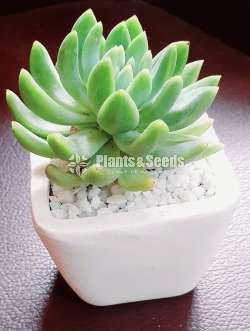 Decorative Cactus Pots(විසිතුරු මල් පැළ පොච්ච් )