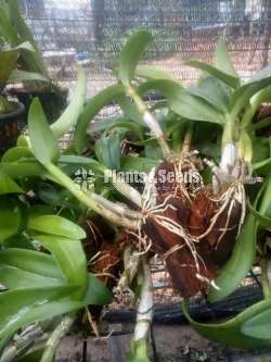 Dendrobium Orchid Plants