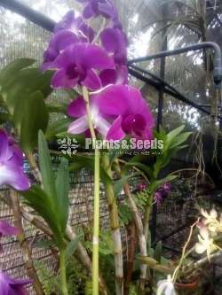 Dendrobium Orchid Plants