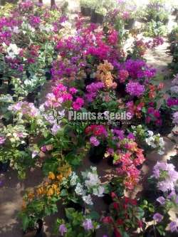 Bougainvillea (බෝගන්විලා)