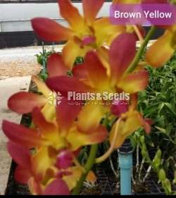 Dendrobium Orchid Plants (Thailand)