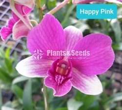 Dendrobium Orchid Plants (Thailand)