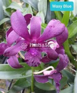 Dendrobium Orchid Plants (Thailand)