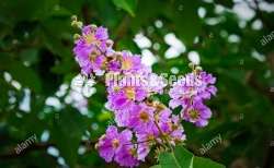 Mal Murutha (මල් මුරුත)