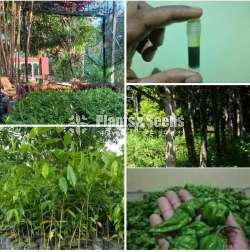 Nimiris cultivation program (නයි ම්රිස් වගාව )