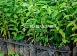(Legal Wallapatta cultivation) නීත්‍යානුකූල වල්ලාපට්ටා වගාව