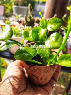 Hanging Plant-Dischidia Nummularia