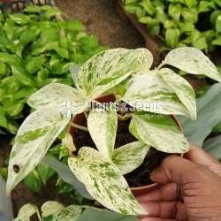 Pothos Collection
