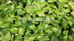 Pothos Collection