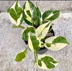 Pothos Collection