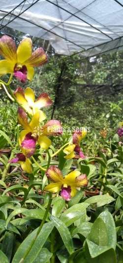 Dendrobium Orchid Plants