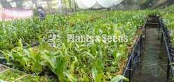 Dendrobium Orchid Plants