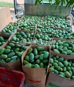 Karathakobban (කර්තකොල්ලබ්බන් )