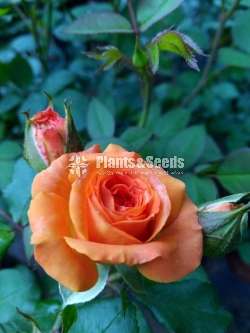 Roses