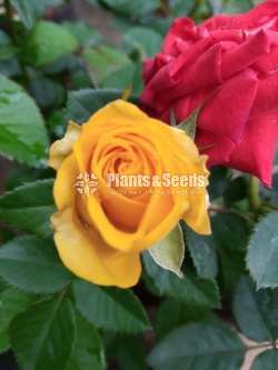 Roses