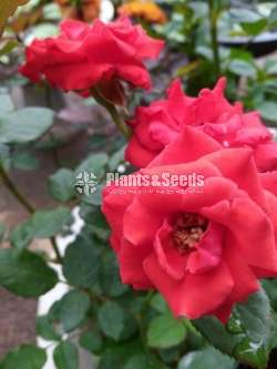 Roses