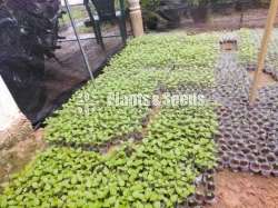 Scotch bonet Nimiris Plants(Dark Green)