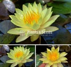 Red Leaf Yellow Water Plant