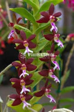 Trichoglottis brachiata